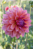 Everbloom Aura