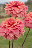 Everbloom Ceridwen - LIMIT 1 PER CUSTOMER