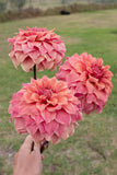 Everbloom Ceridwen - LIMIT 1 PER CUSTOMER