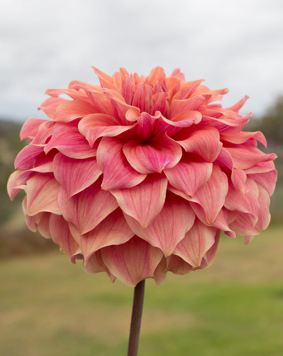 Everbloom Ceridwen - LIMIT 1 PER CUSTOMER