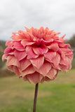 Everbloom Ceridwen - LIMIT 1 PER CUSTOMER