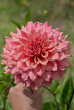 Everbloom Ceridwen - LIMIT 1 PER CUSTOMER