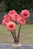 Everbloom Ceridwen - LIMIT 1 PER CUSTOMER