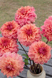 Everbloom Ceridwen - LIMIT 1 PER CUSTOMER