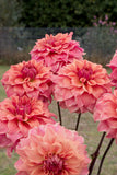 Everbloom Ceridwen - LIMIT 1 PER CUSTOMER