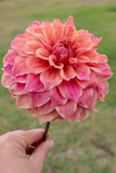 Everbloom Ceridwen - LIMIT 1 PER CUSTOMER