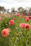 Everbloom Ceridwen - LIMIT 1 PER CUSTOMER