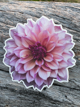 Dahlia Sticker Large - Everbloom Chakra - Matte waterproof vinyl