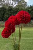 Everbloom Cherry Joy