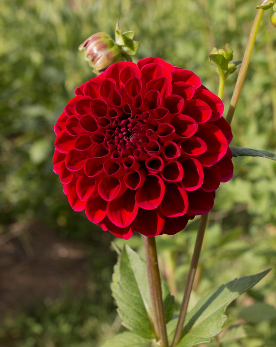 Everbloom Cherry Joy
