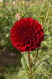 Everbloom Cherry Joy