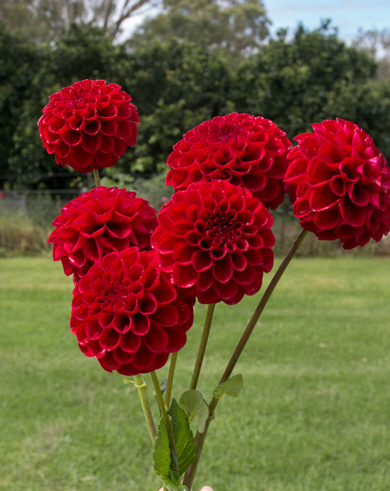 Everbloom Cherry Joy