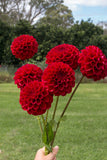 Everbloom Cherry Joy