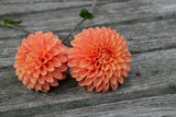 Everbloom Clementine