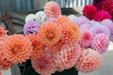 Everbloom Clementine