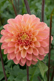 Everbloom Clementine