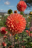Everbloom Clementine