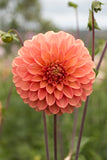 Everbloom Clementine