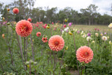 Everbloom Clementine