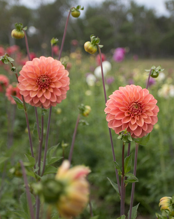 Everbloom Clementine