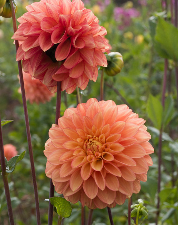 Everbloom Clementine