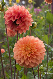 Everbloom Clementine