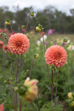Everbloom Clementine