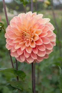 Everbloom Clementine