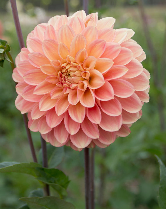 Everbloom Clementine
