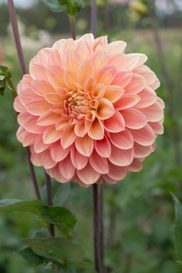 Everbloom Clementine