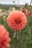 Everbloom Clementine