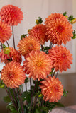Everbloom Clementine