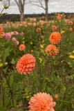 Everbloom Clementine