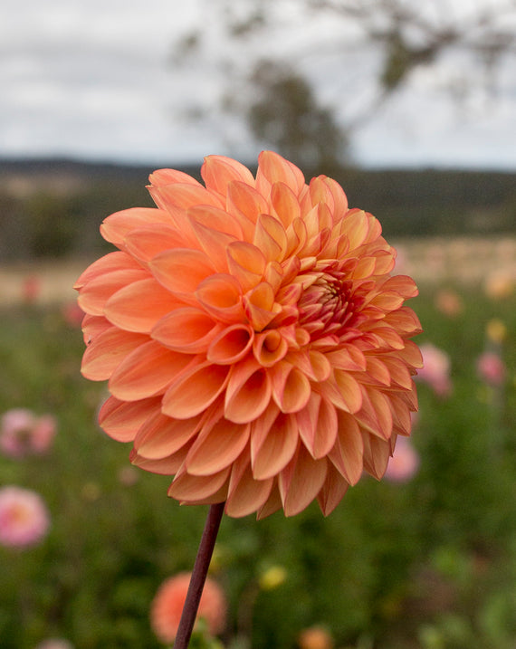 Everbloom Clementine