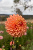 Everbloom Clementine