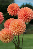 Everbloom Clementine