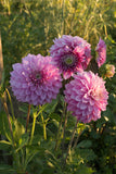 Everbloom Fae