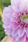 Everbloom Fae