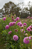 Everbloom Fae