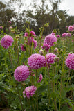Everbloom Fae