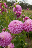 Everbloom Fae