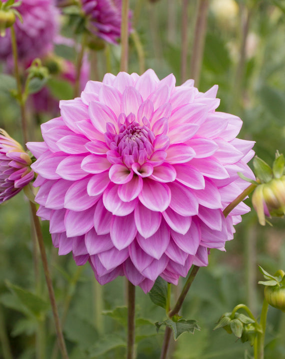 Everbloom Fae - LIMIT 1 PER CUSTOMER
