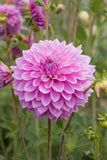 Everbloom Fae