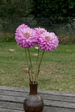 Everbloom Fae