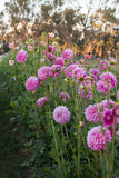 Everbloom Fae - LIMIT 1 PER CUSTOMER