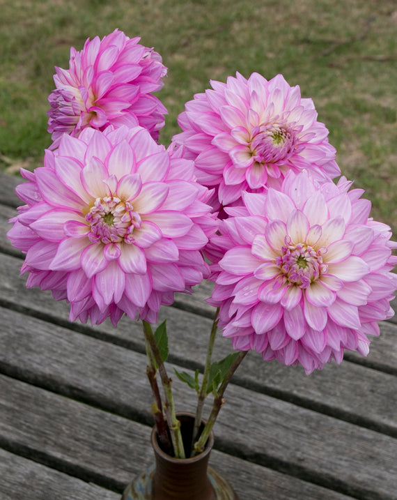 Everbloom Fae - LIMIT 1 PER CUSTOMER