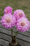 Everbloom Fae