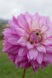 Everbloom Fae