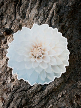 Dahlia Sticker Large - Everbloom First Dance - Matte waterproof vinyl