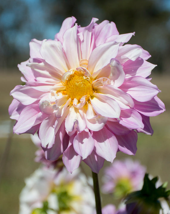 Everbloom Flutterby